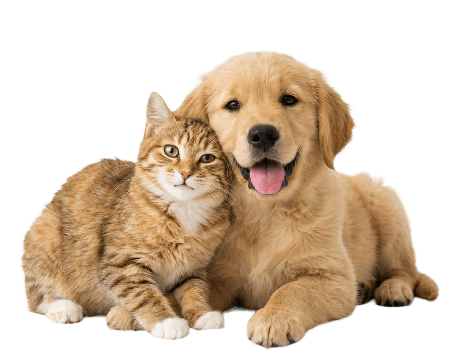 Find your perfect animal companion on AnimalBD