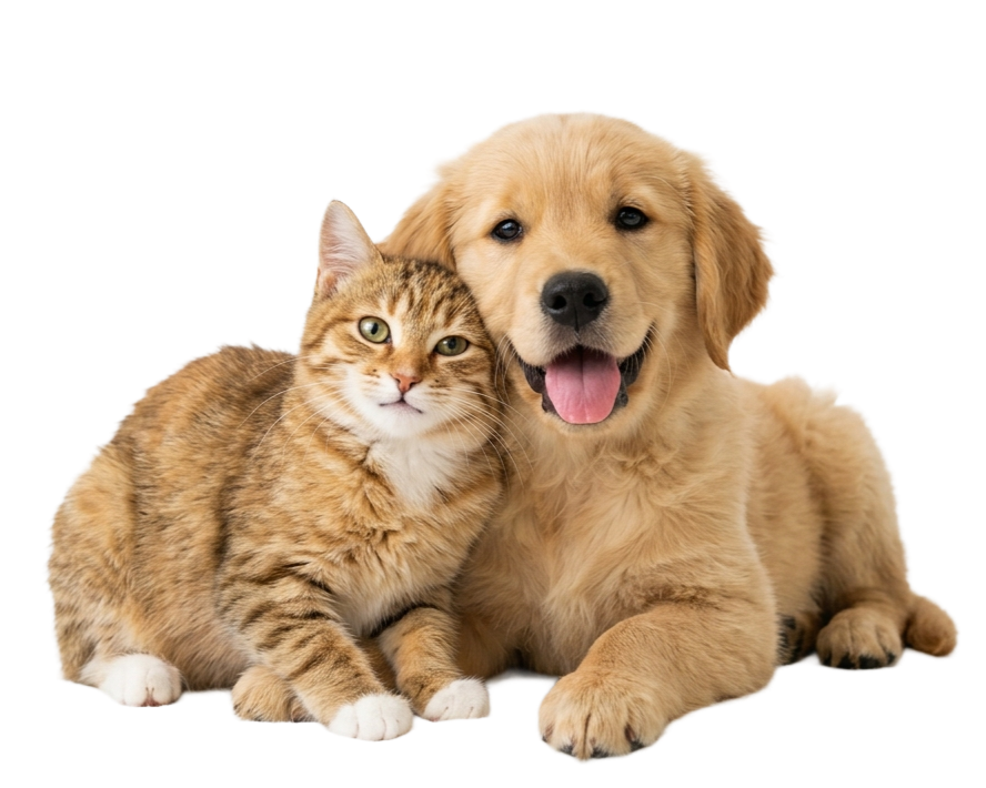 Find your perfect animal companion on AnimalBD
